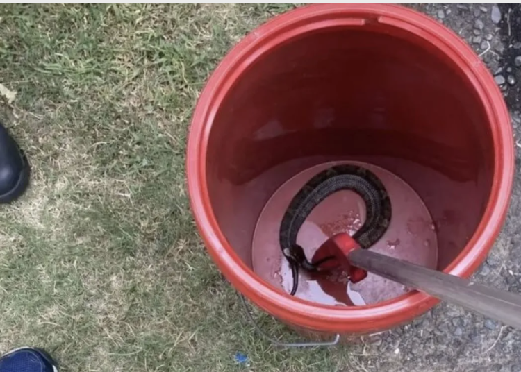 snake